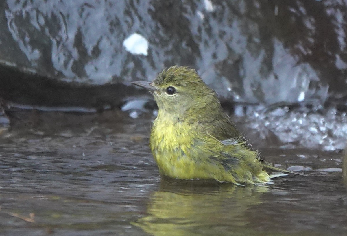 Orange-crowned Warbler (lutescens) - ML643972335