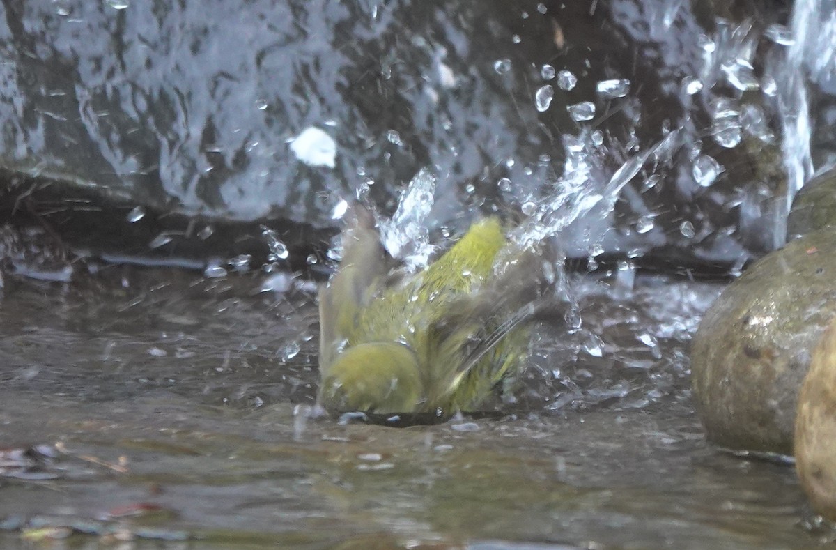 Orange-crowned Warbler (lutescens) - ML643972336