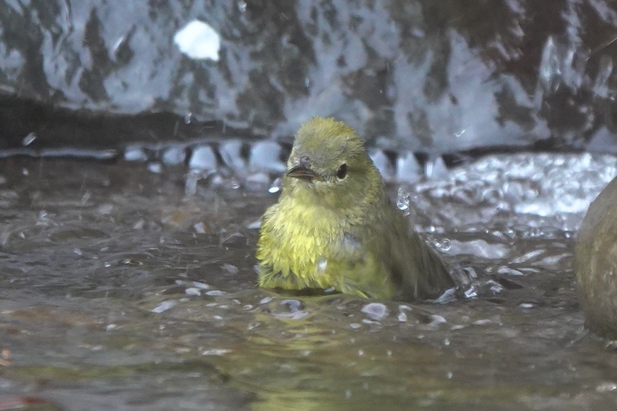 Orange-crowned Warbler (lutescens) - ML643972337