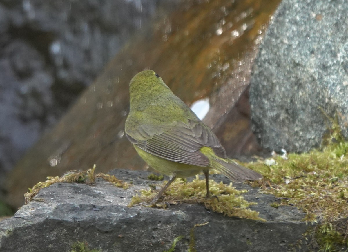 Orange-crowned Warbler (lutescens) - ML643972338