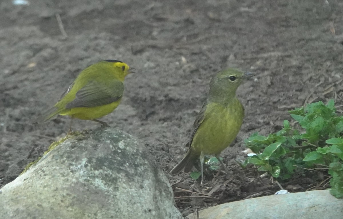 Orange-crowned Warbler (lutescens) - ML643972339