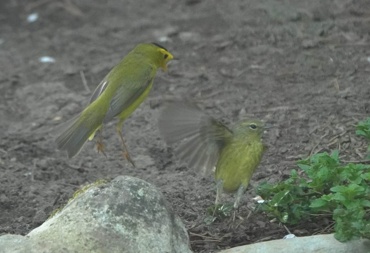 Orange-crowned Warbler (lutescens) - ML643972340