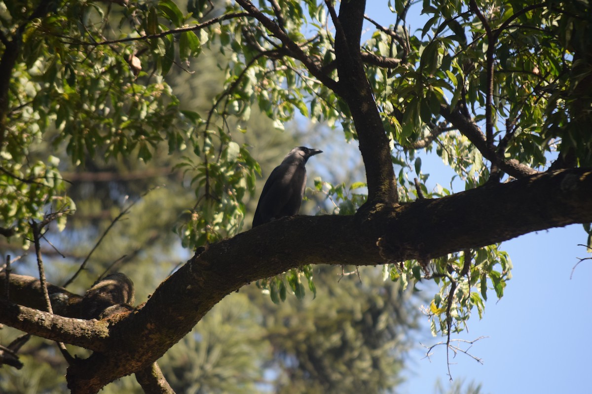 House Crow - ML643972354