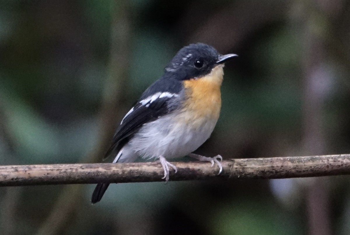 Papamoscas Pechirrufo - ML643972355