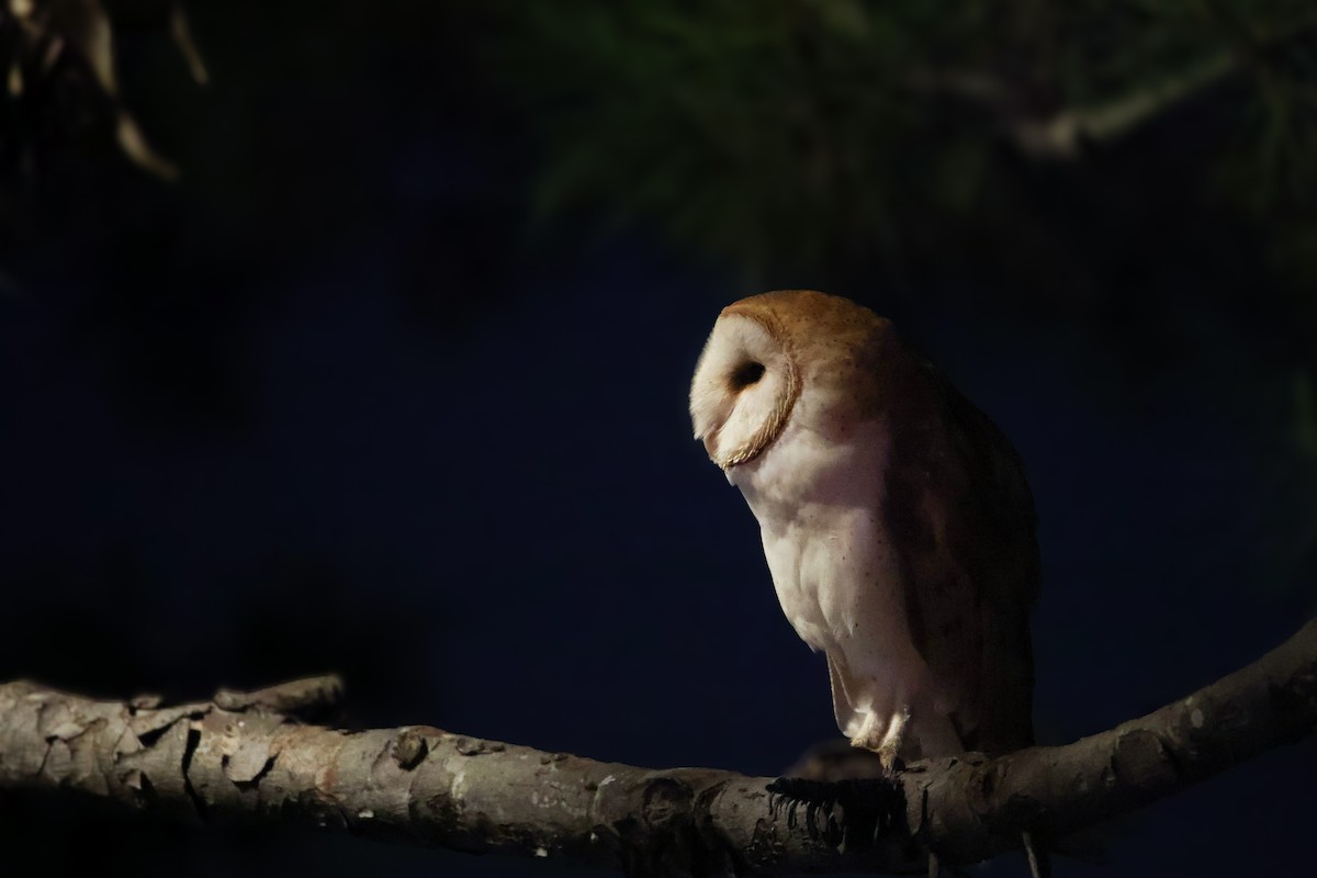 American Barn Owl - ML643972366