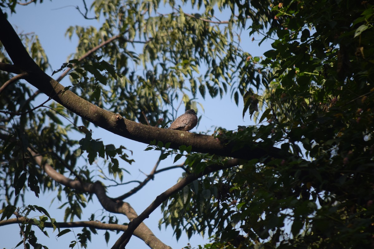 Spotted Dove - ML643972370