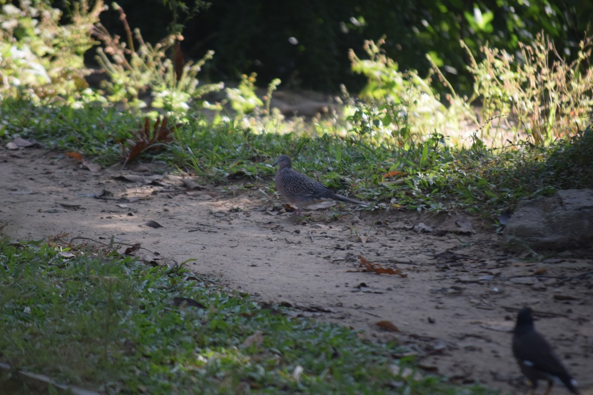 Spotted Dove - ML643972388