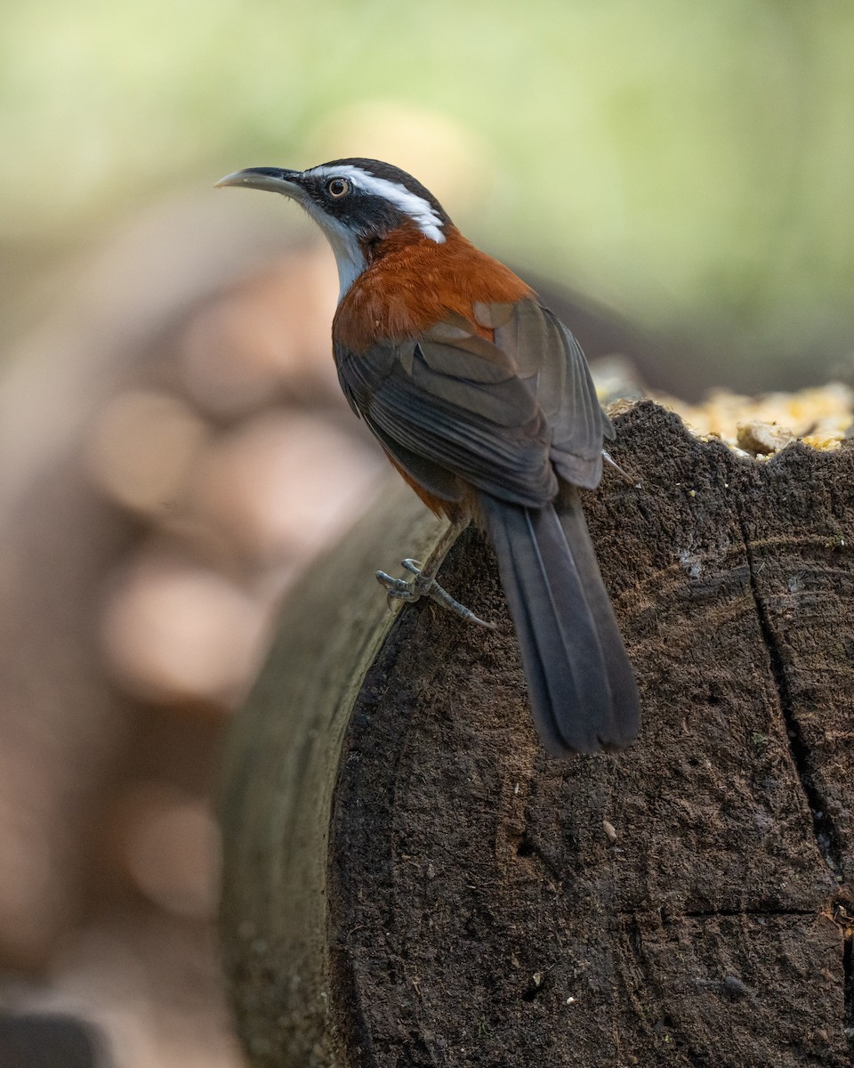 Sunda Scimitar-Babbler - ML643972392