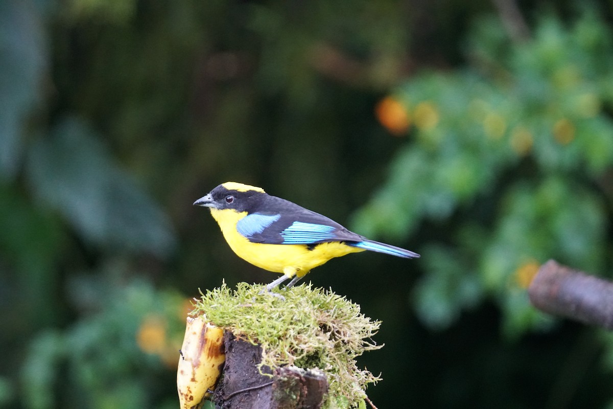 Blue-winged Mountain Tanager (Blue-winged) - ML643972393