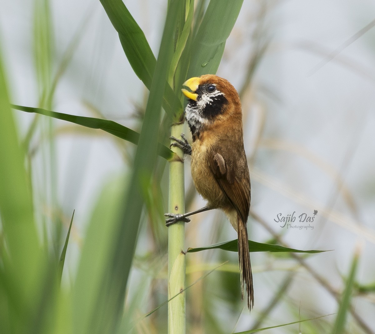 Black-breasted Parrotbill - ML643972395