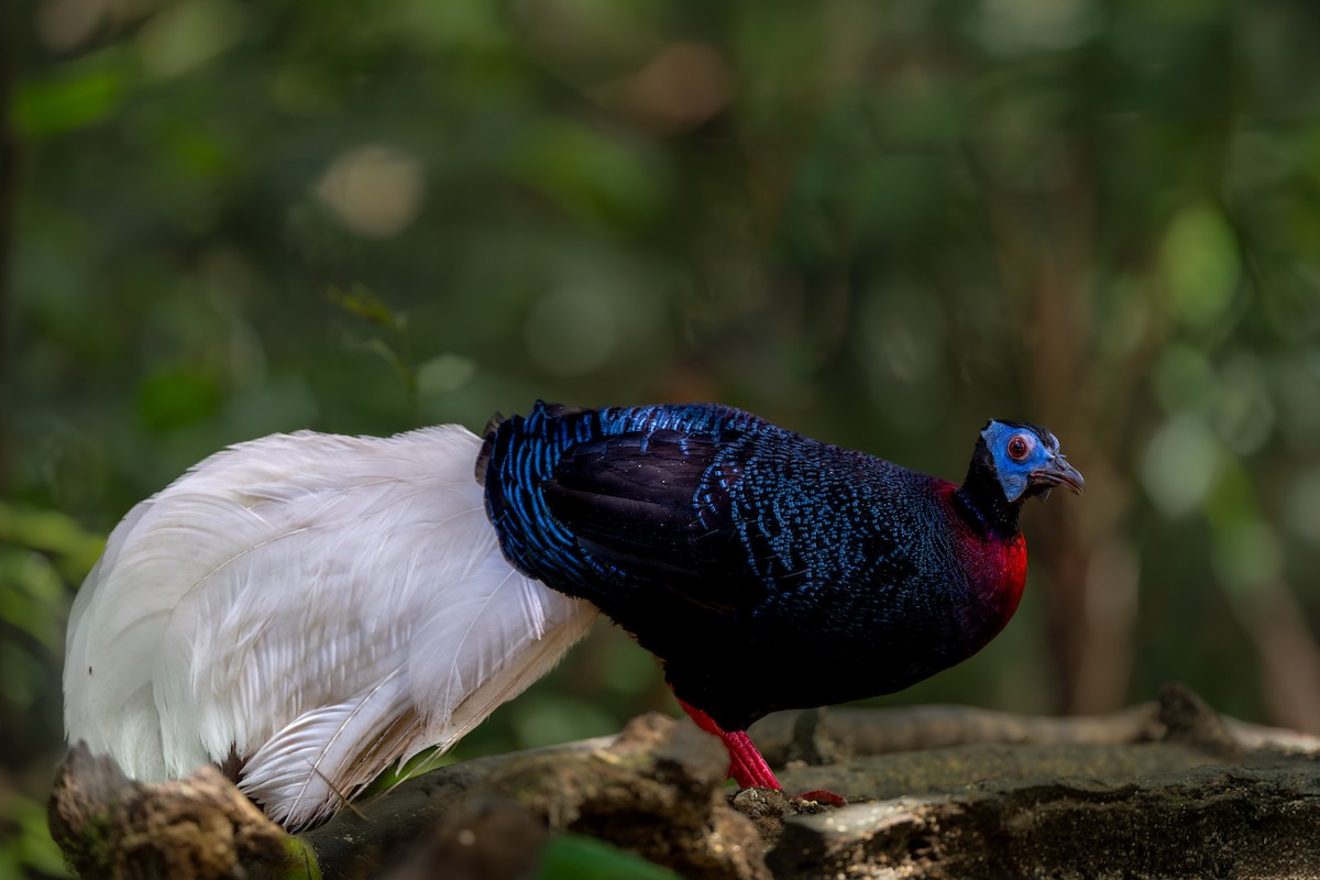 Bulwer's Pheasant - ML643972400