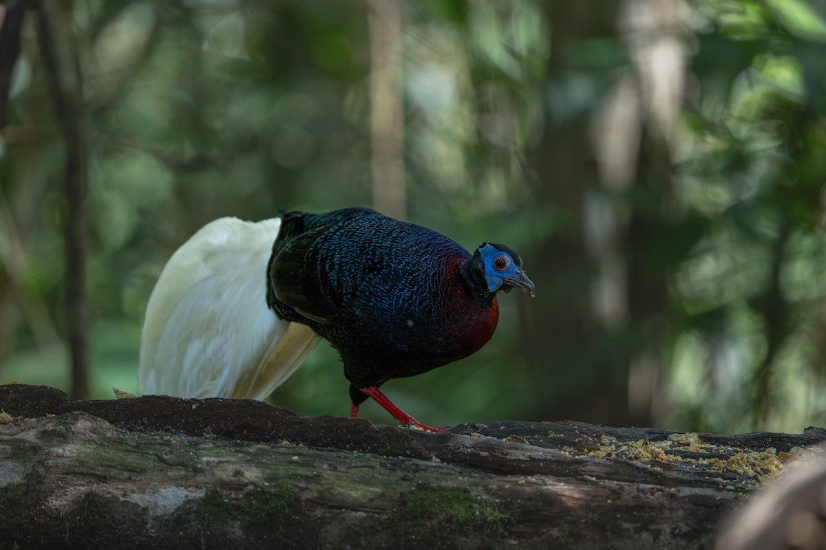 Bulwer's Pheasant - ML643972401