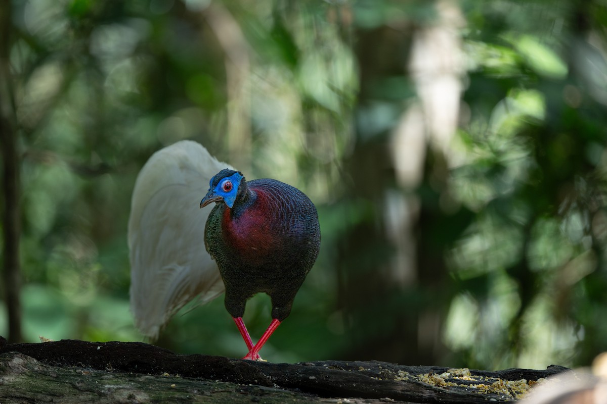 Bulwer's Pheasant - ML643972402
