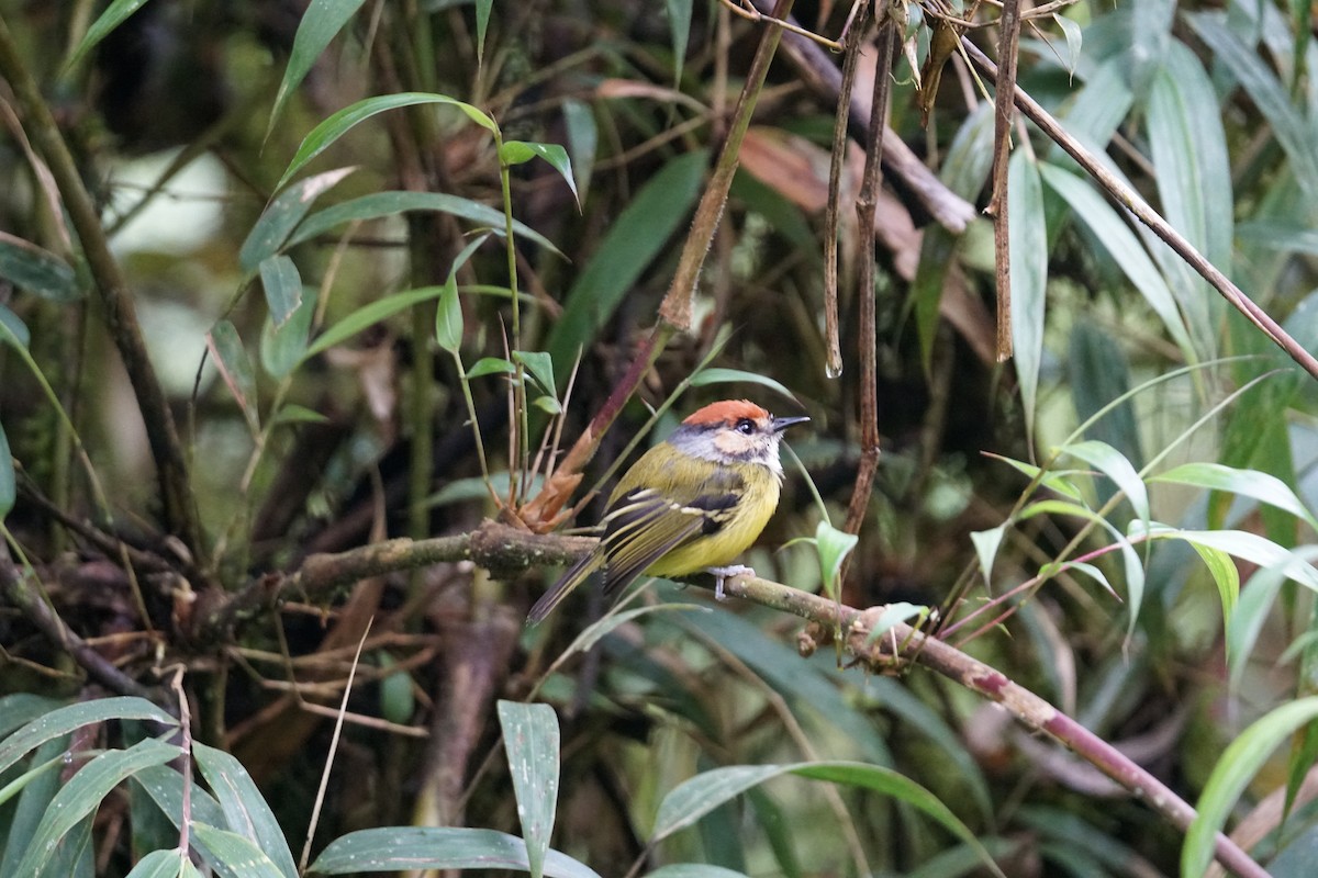 Rufous-crowned Tody-Flycatcher - ML643972404