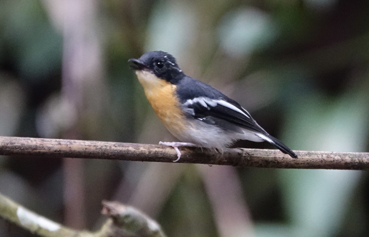 Papamoscas Pechirrufo - ML643972413