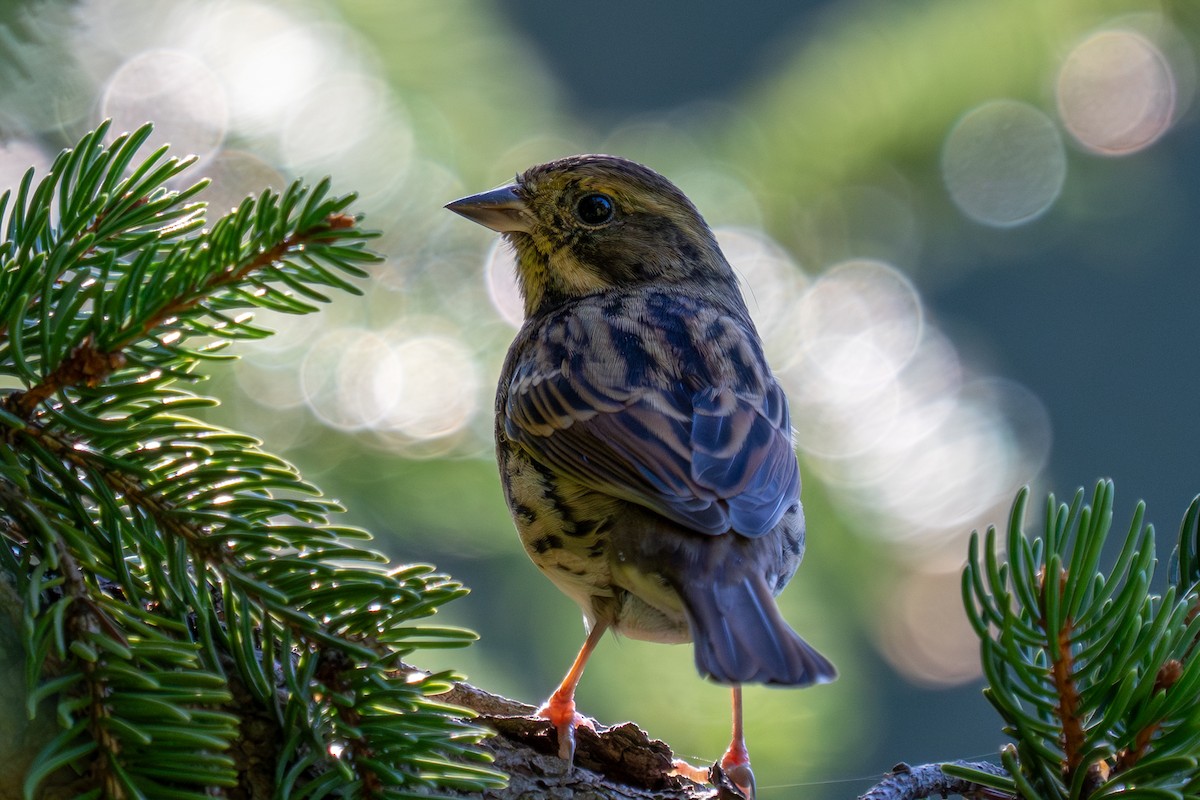 Masked Bunting - ML643972432