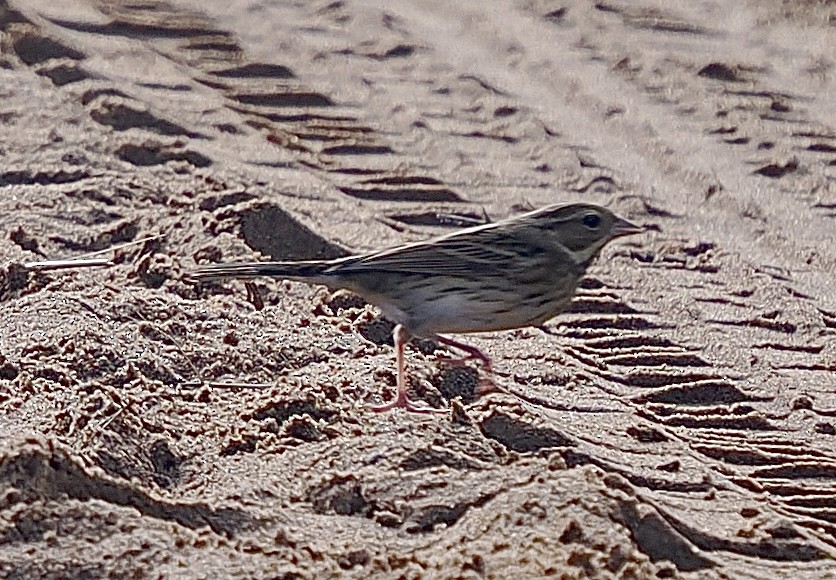 Black-faced Bunting - ML643972436