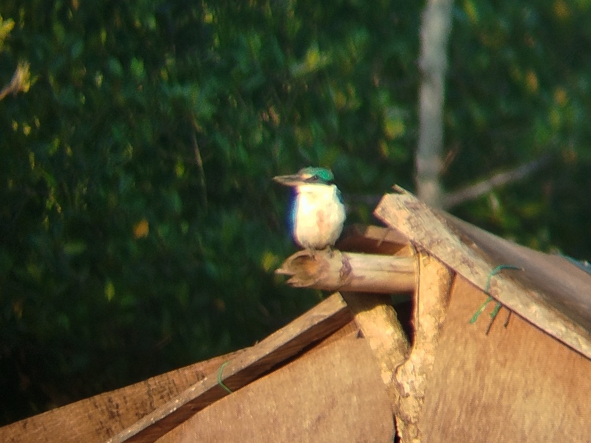 Collared Kingfisher - ML643972440