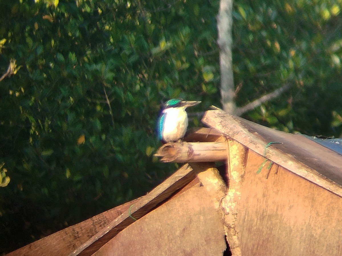 Collared Kingfisher - ML643972441