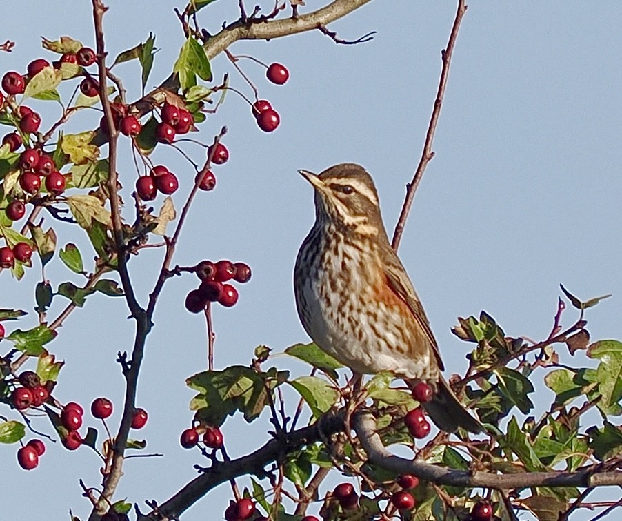 Redwing - ML643972446