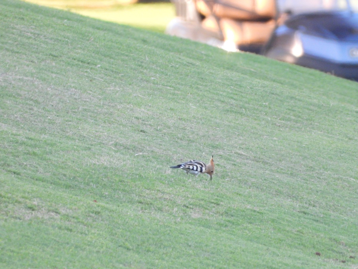 Eurasian Hoopoe - ML643972447