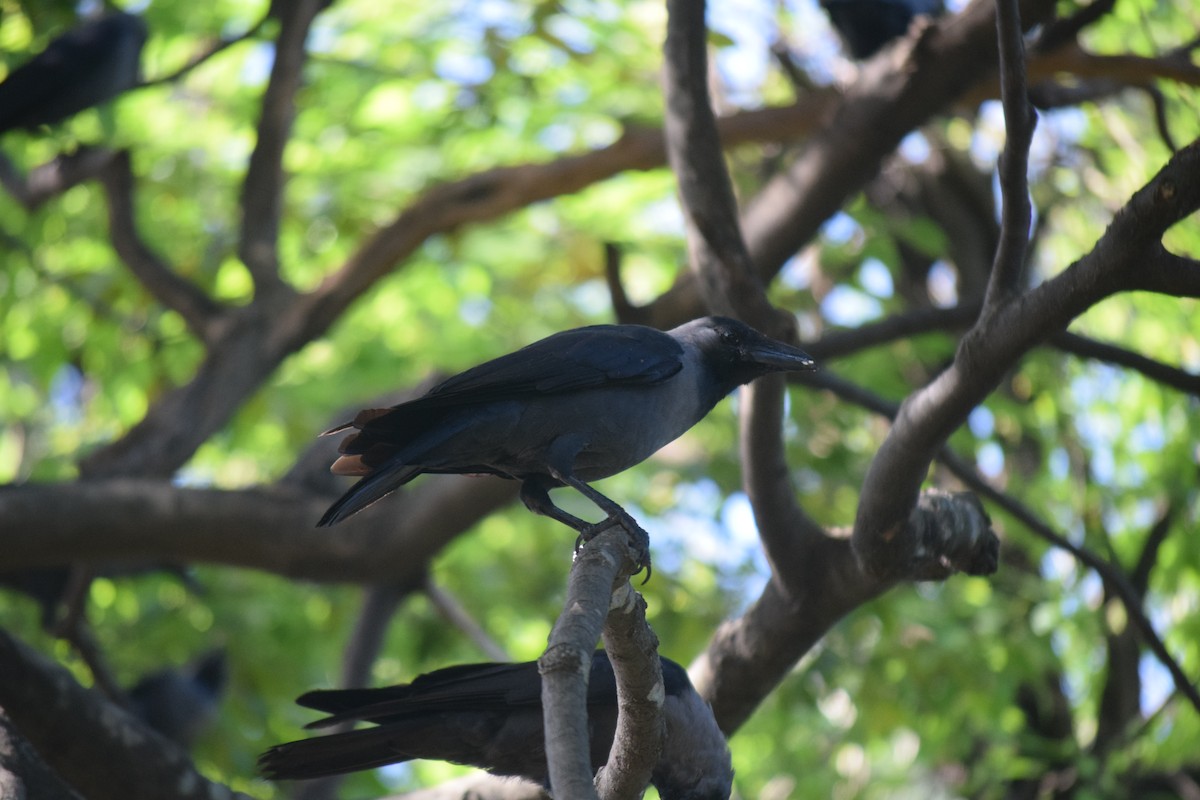 House Crow - ML643972471