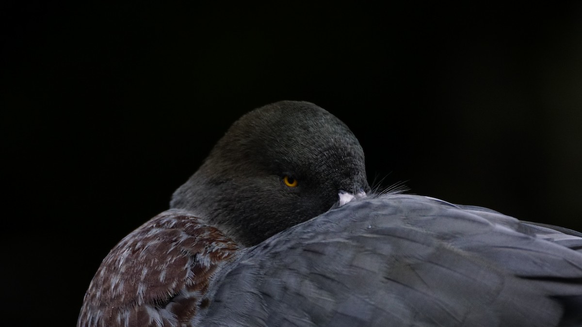 Blue Duck - ML643972474