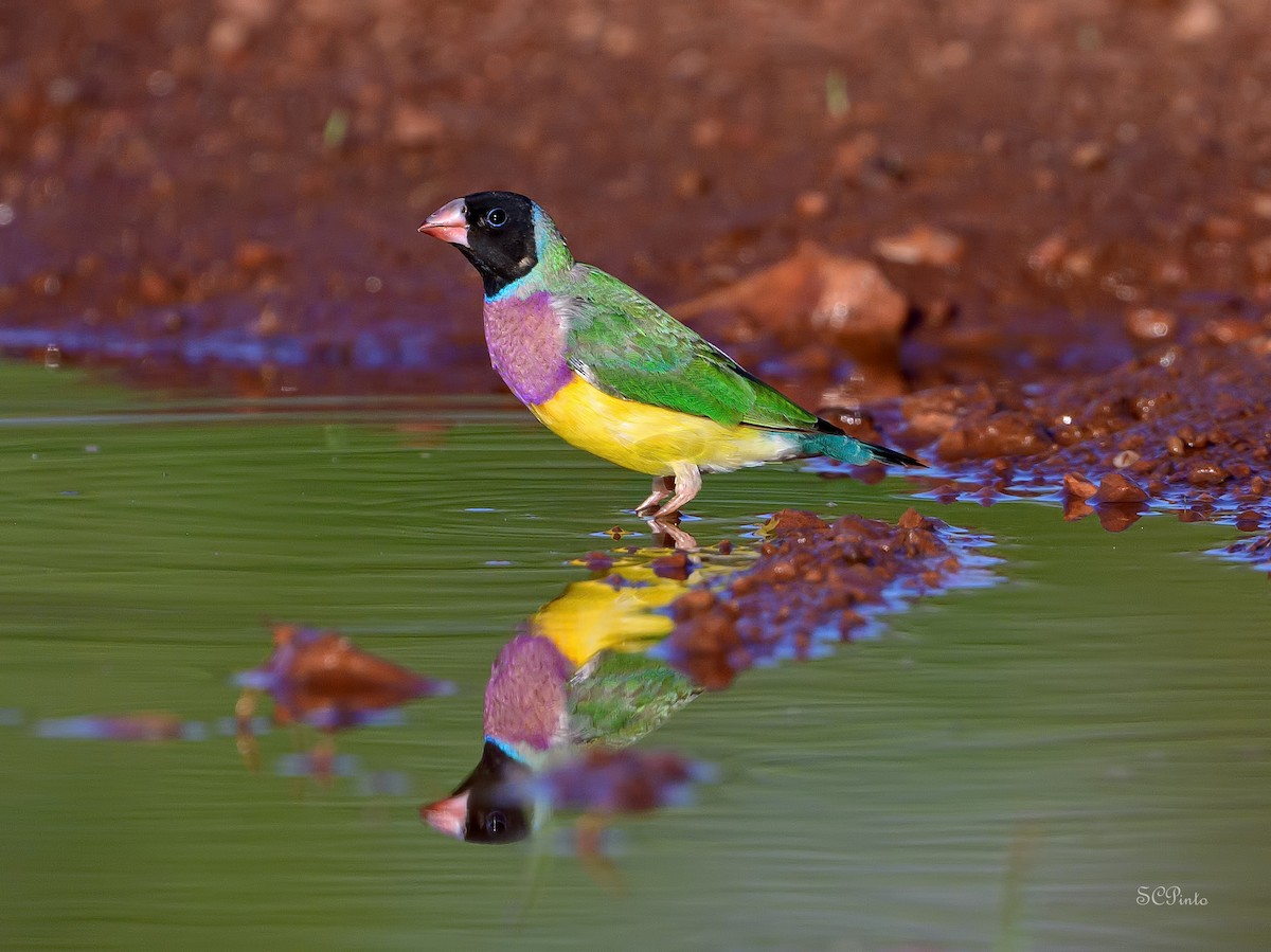 Diamant de Gould - ML643972475