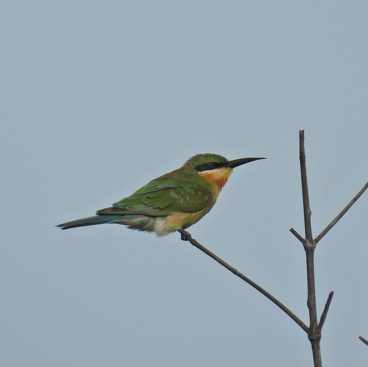 Blue-tailed Bee-eater - ML643972483