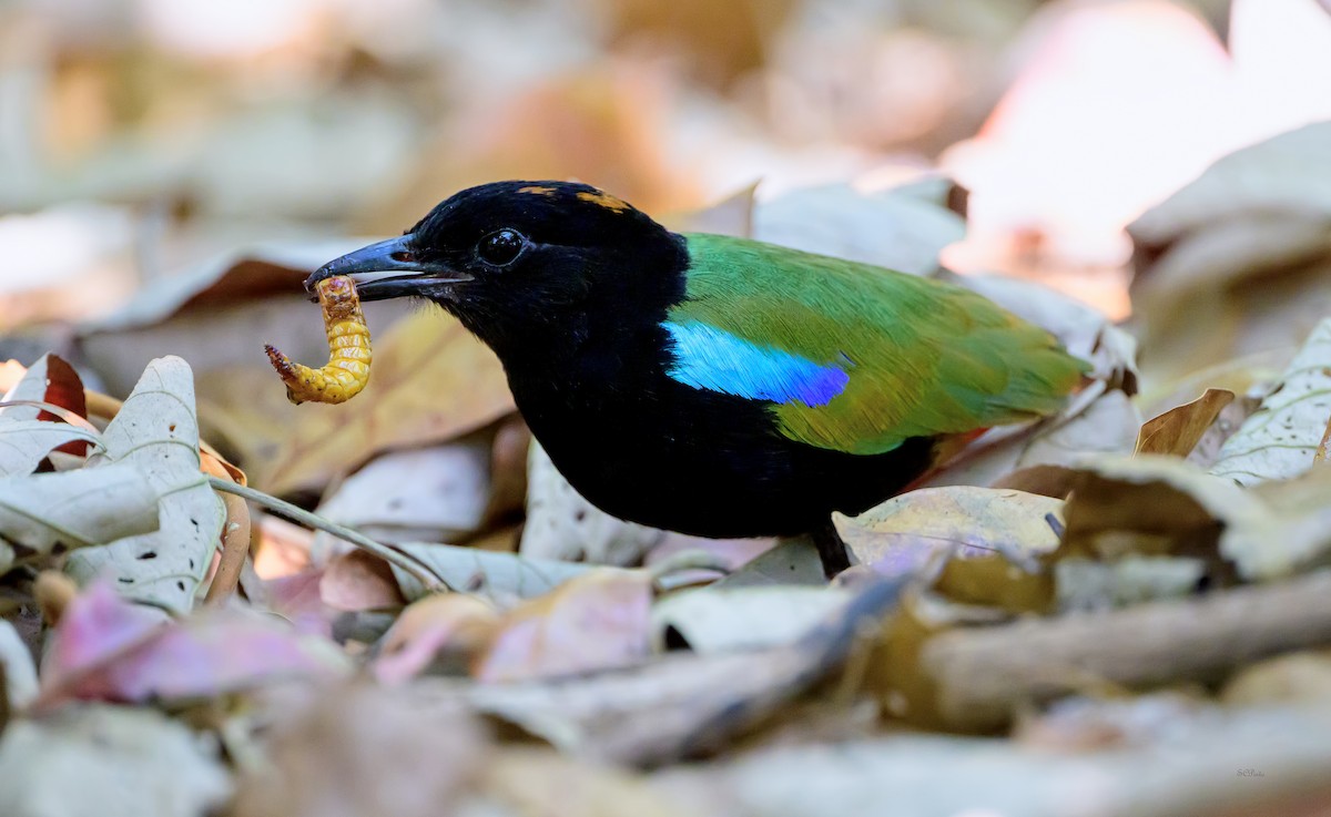 Rainbow Pitta - ML643972505