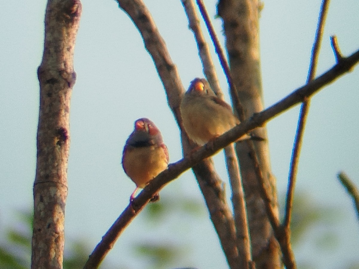 Діамантник зебровий - ML643972520