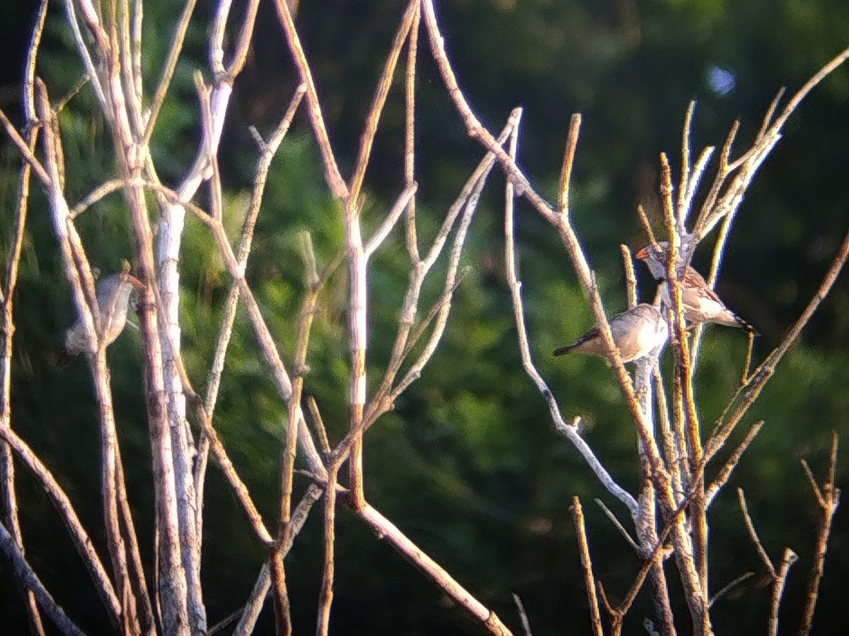 Діамантник зебровий - ML643972521