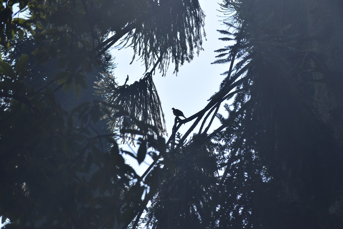 Spotted Dove - ML643972549
