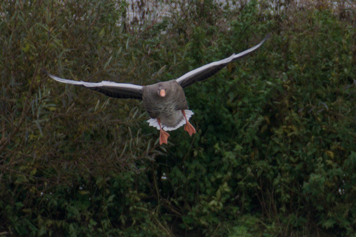 Graylag Goose - ML643972556