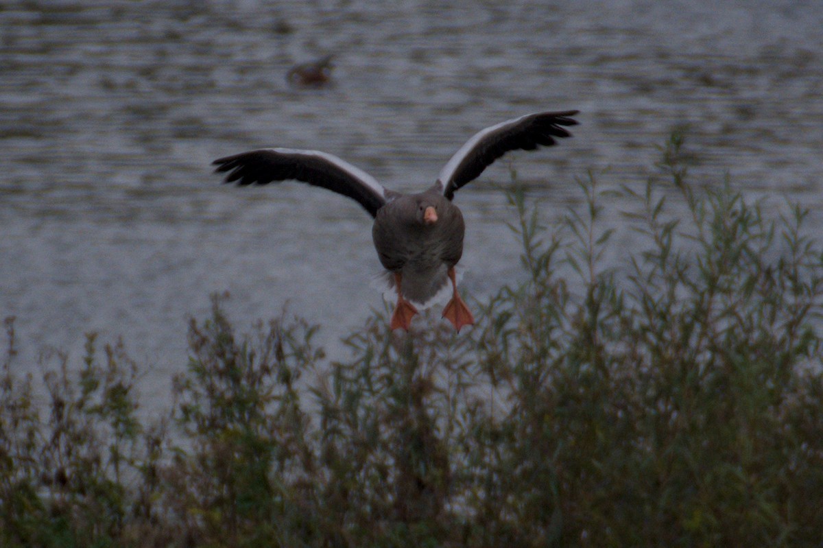 Graylag Goose - ML643972557