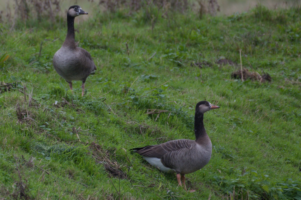 Graylag Goose - ML643972558
