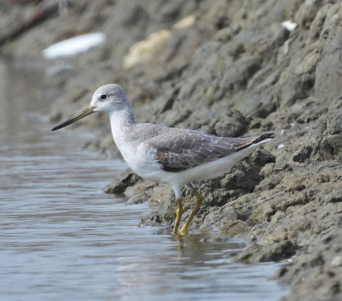 Nordmann's Greenshank - ML643972573