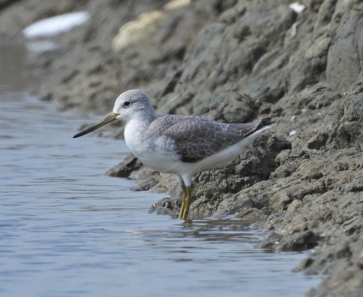 Nordmann's Greenshank - ML643972574