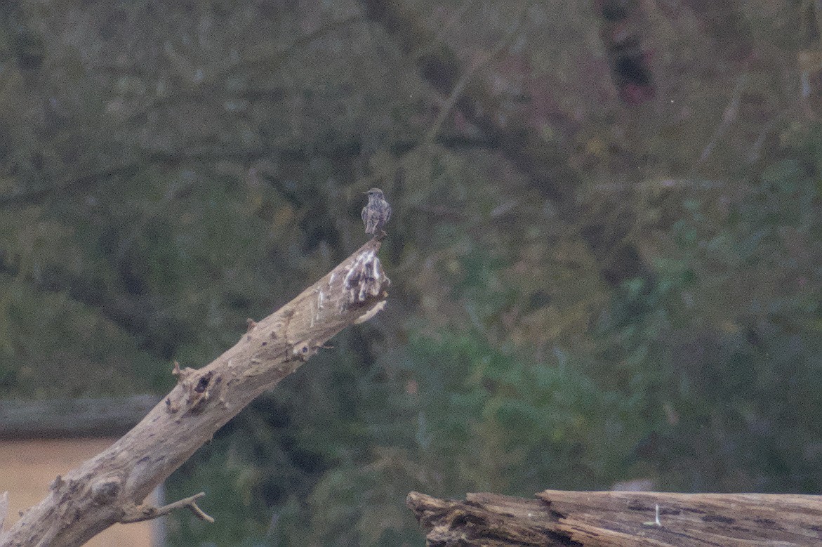 Buse variable - ML643972590