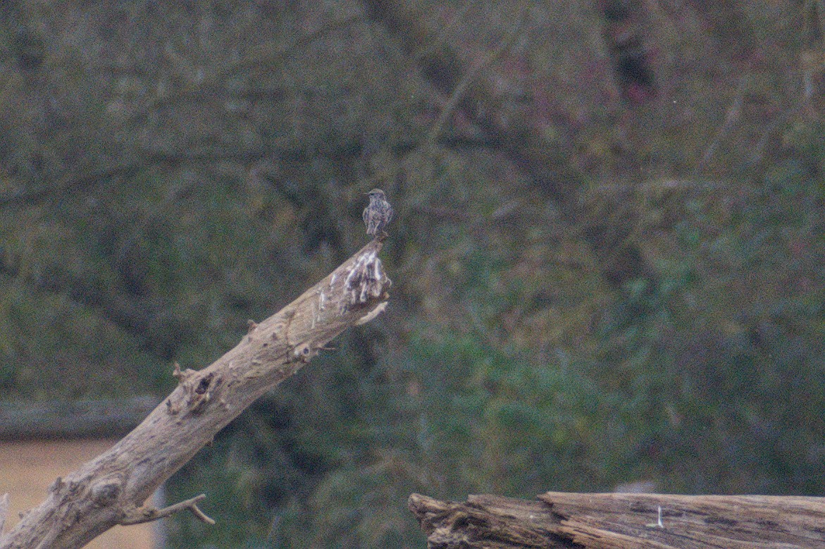 Buse variable - ML643972591