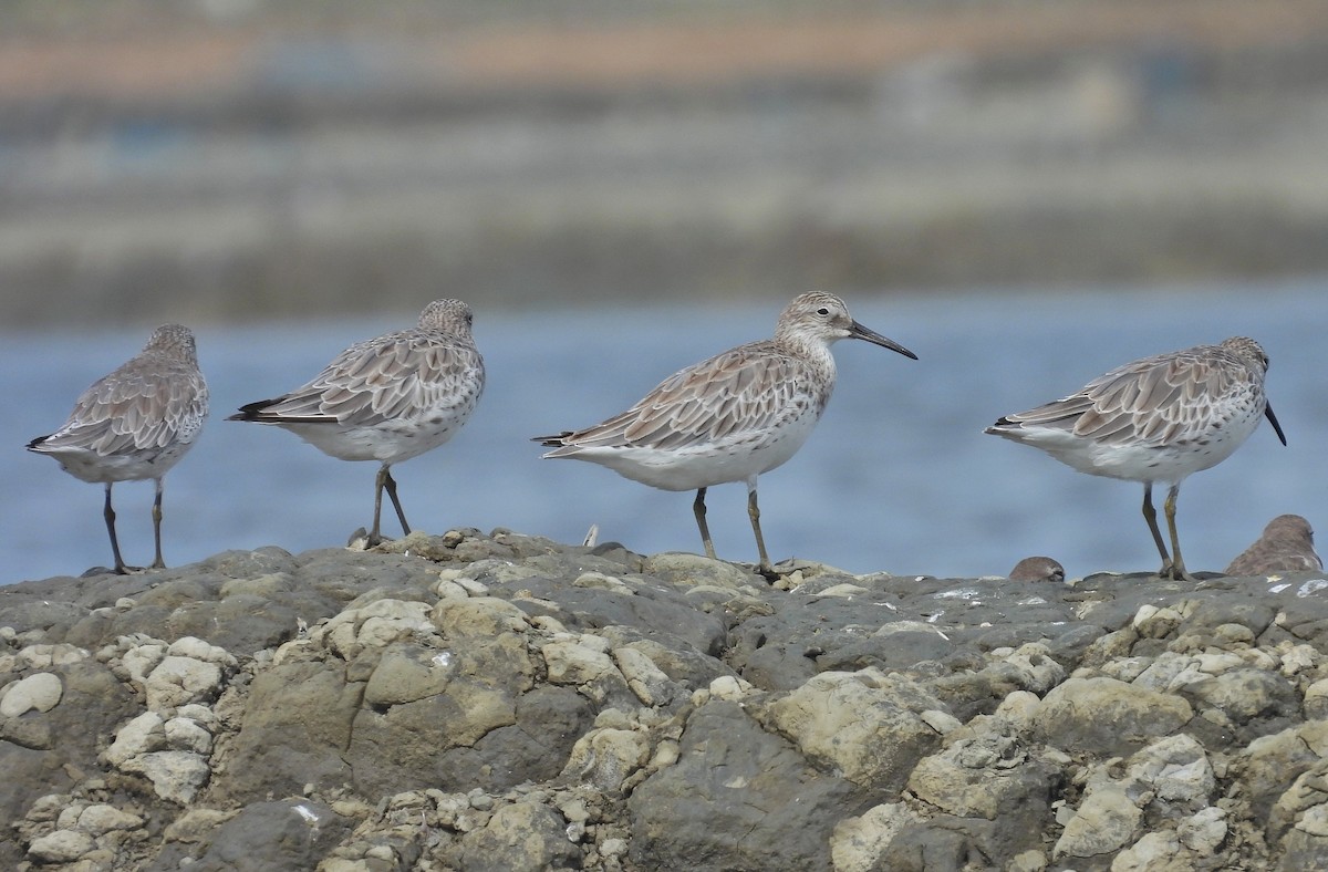 Great Knot - ML643972592