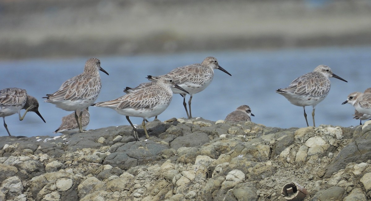 Great Knot - ML643972593