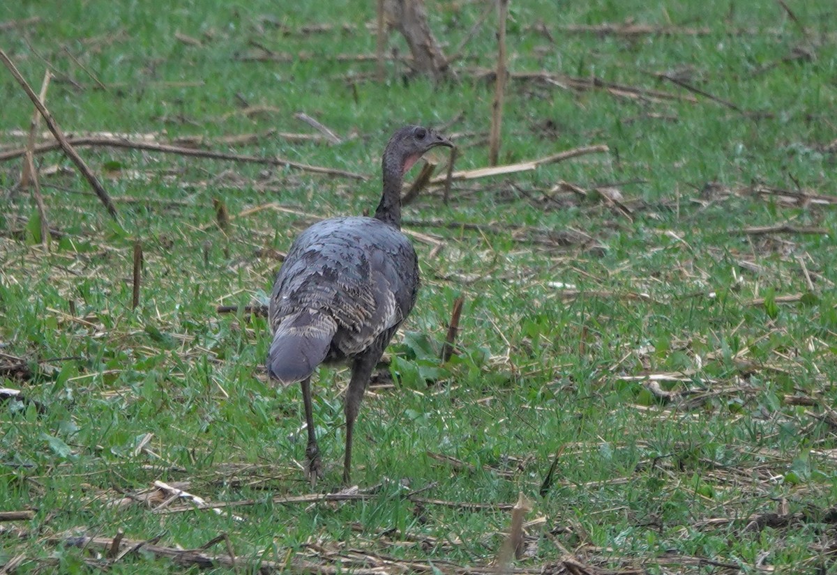 Wild Turkey - ML643972600