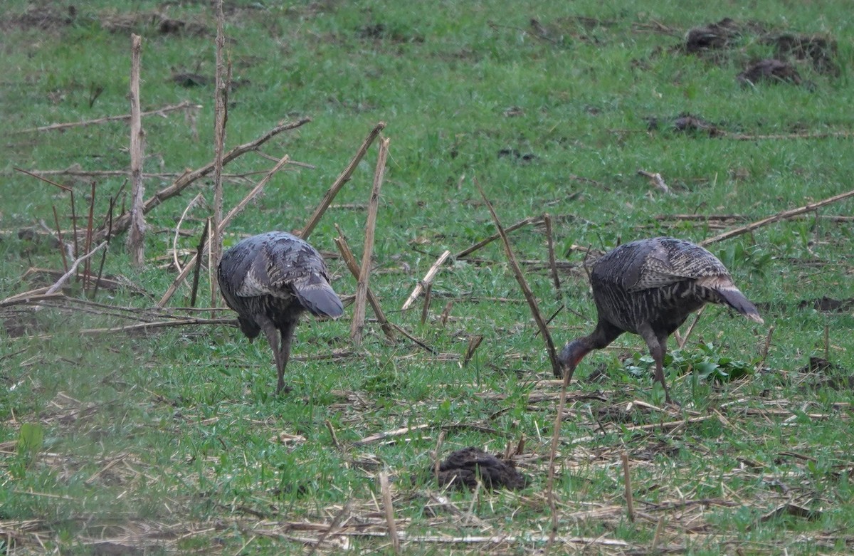 Wild Turkey - ML643972601