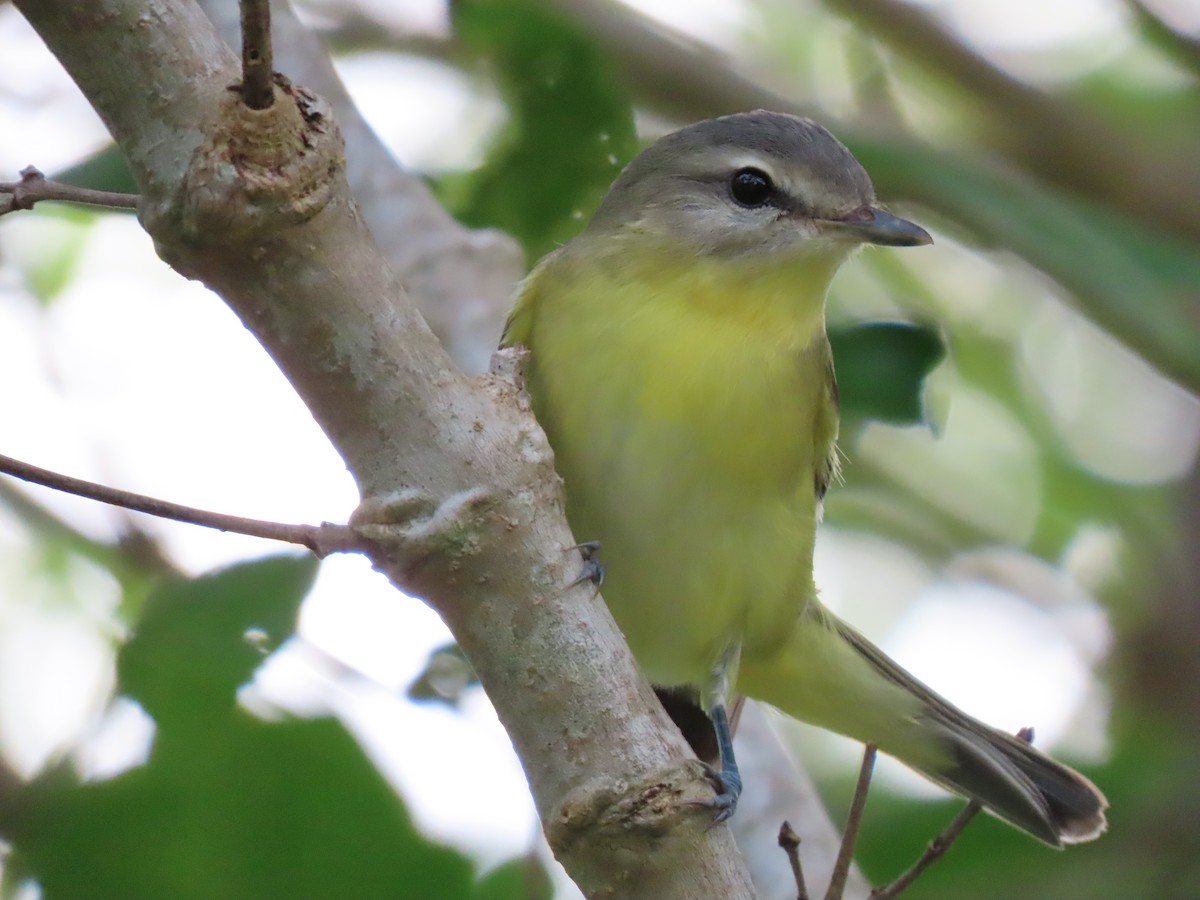 Philadelphia Vireo - ML643972603