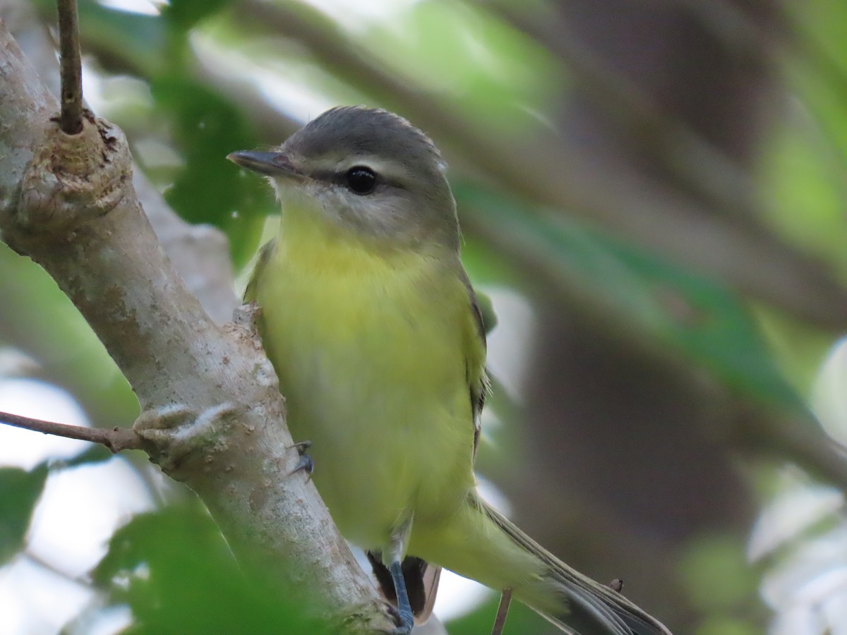 Philadelphia Vireo - ML643972604