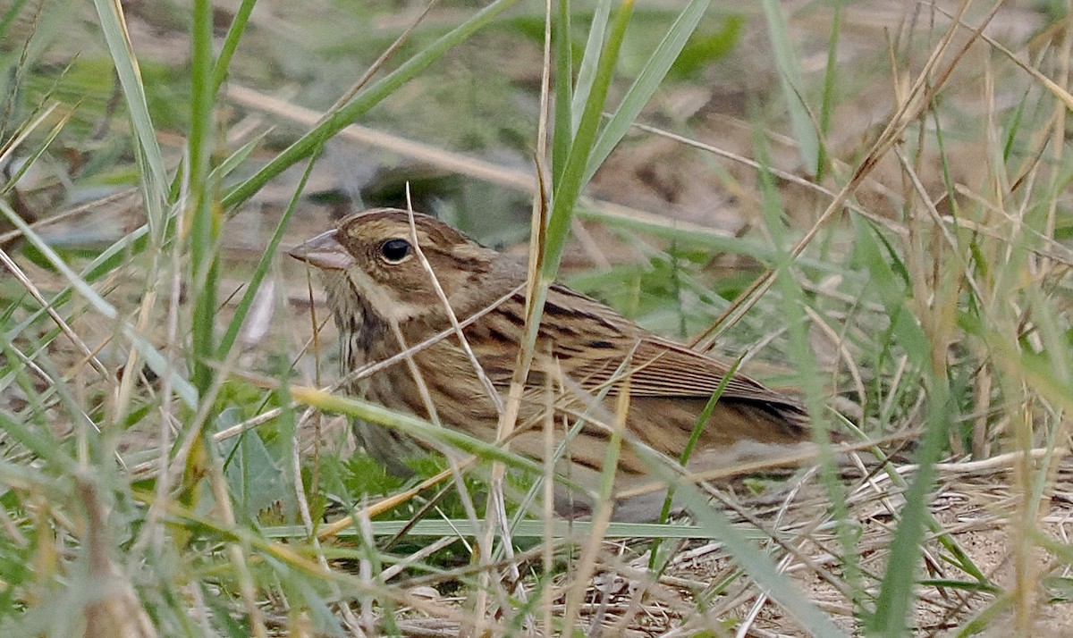 Black-faced Bunting - ML643972606