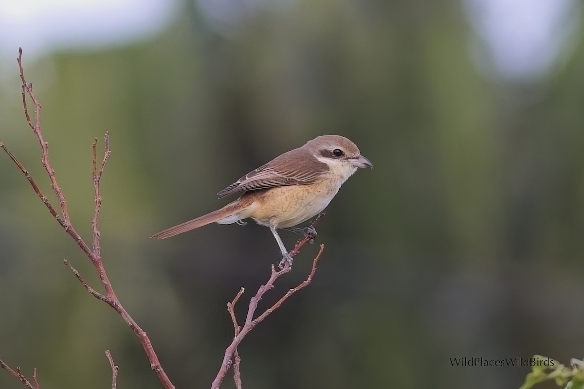 Brown Shrike - ML643972607