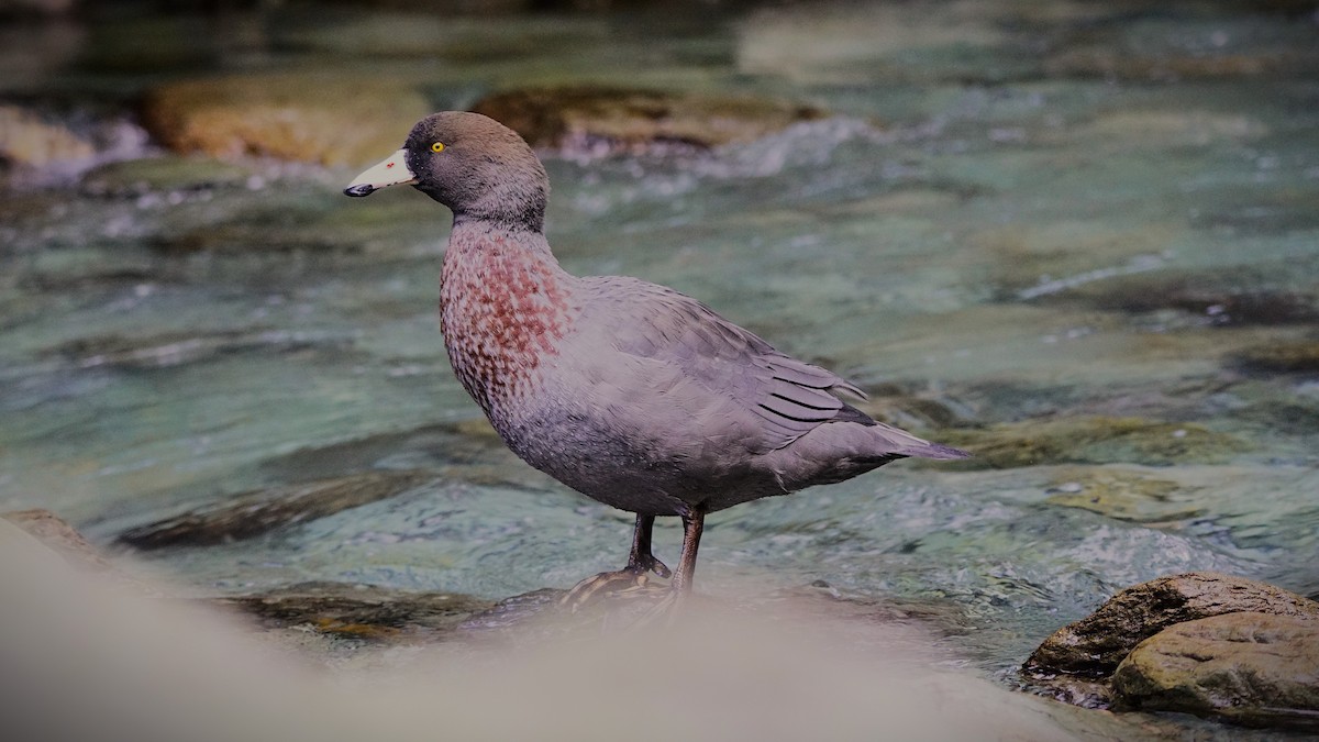 Blue Duck - ML643972608