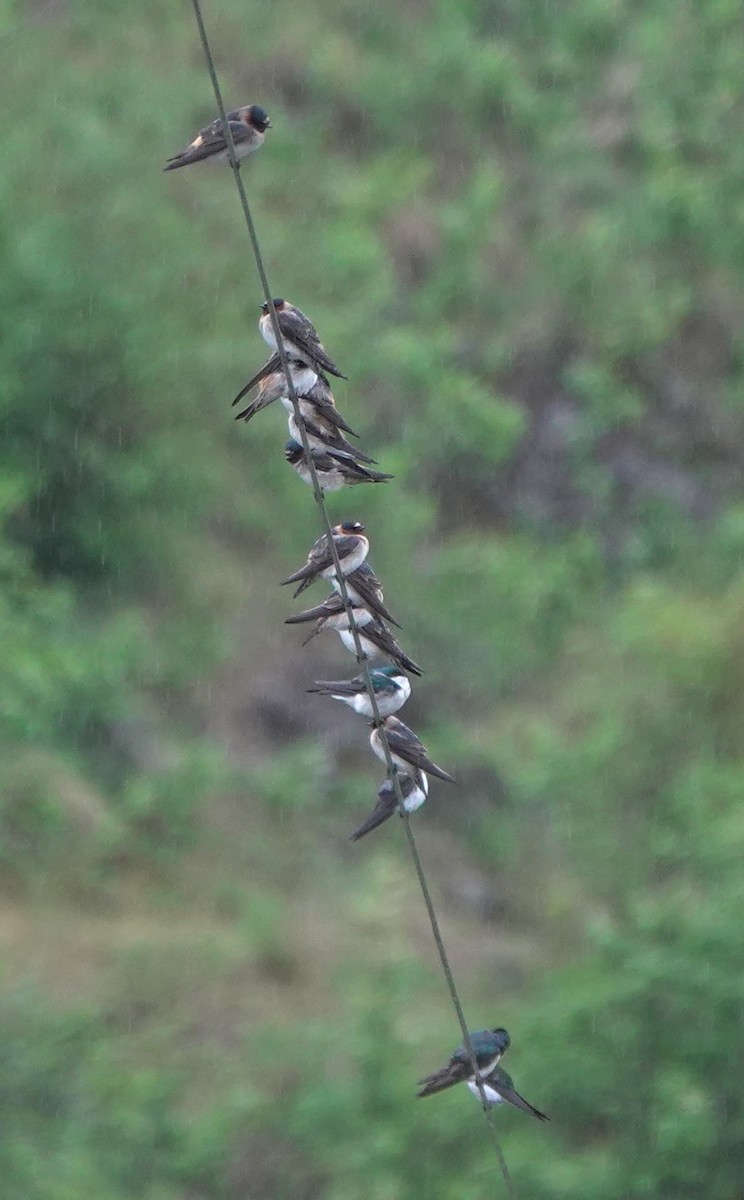 Tree Swallow - ML643972617